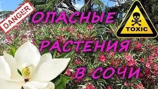 Внимание! Опасные растения в Сочи