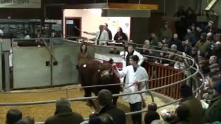 Finlarg Luing Bull 17,000gns