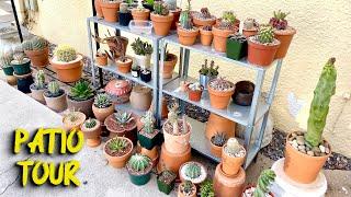 Spring 2021 Cactus and Succulent Patio Tour