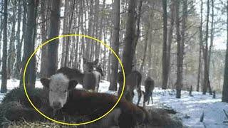 The calf ran away to the forest and found a family there, you won't believe it