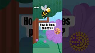 How do bees pollinate? | Get Set Galactic on CBeebies #shorts