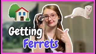 What to do When Bringing Your NEW Ferrets HOME!