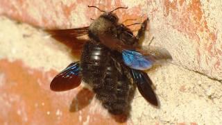 The violet carpenter bee - Drvodělka fialová (Xylocopa violacea) - Mating