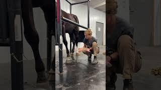 Update on Tarheel’s Irrestible (AKA Footloose) #horseplus #horserescue #update #twh