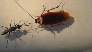 Neuro-parasitogy of the Jewel Wasp and its Zombie Cockroach Host