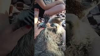 #помощьбездомнымживотным #ямыилюша #raccoon #анапа #reels #море #енотики #юмор