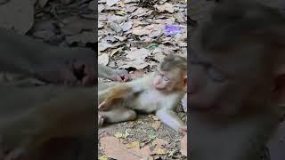 02-22-25 Primate Long Tail Macaques  #abandonedmonkey #monkey #funnyanimals #wildlife #cuteanimals