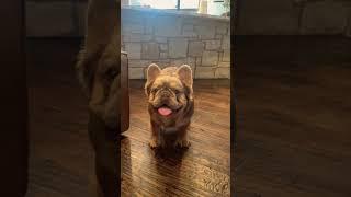 Isabella tan fluffy frenchie #shorts #fluffyfrenchie #frenchbulldog #frenchies #fyp #fypシ #puppy