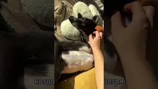 Солнечные дни - спасенье зимой #Финляндия #деревня