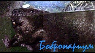 Бобры в Воронежском заповеднике || Beavers. Voronezh Reserve