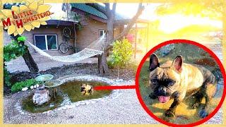 Creating Dog-Friendly Pond in Our Courtyard | Monthly Peek Ep406