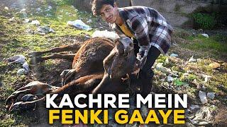 Cow rescue ne khade kiye yeh sawal