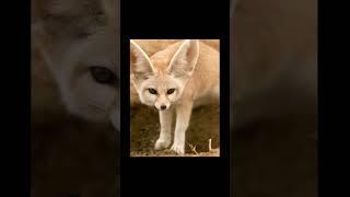 5 facts about fox #facts#fox#animals#educational#shorts