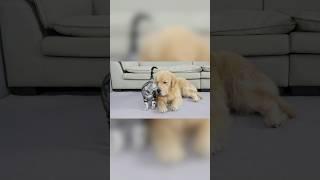This Happened To This Cat After 2 Years Of Being Raised By A Golden Retriever