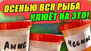 Самодельные АРОМАТИЗАТОРЫ, от которых ОСЕНЬЮ СХОДИТ с УМА ВСЯ БЕЛАЯ РЫБА – КАРАСЬ, ЛЕЩ, КАРП, ПЛОТВА