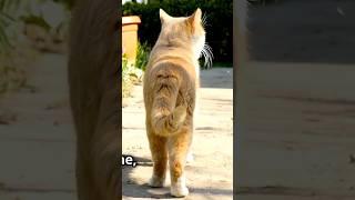 Facts about cat #cat #petlovers #pets #trendingshorts #viralvideo #animals