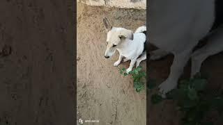 Titu ne kya bol diya#shortvideo #streetdog