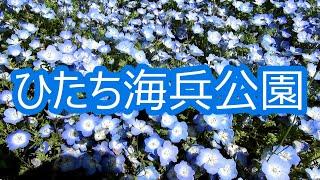 ひたち海浜公園 ネモフィラ【4K】nemophila