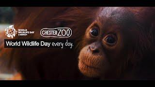 World Wildlife Day, every day | Chester Zoo