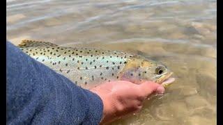 Fly Fishing from the Shore at Strawberry Reservoir (Utah Fishing Tips)