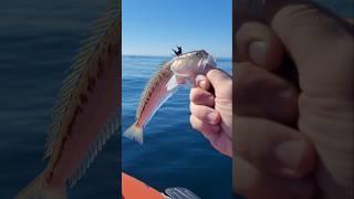 Самая опасная рыба чёрного моря,смертельно ядовитая рыба чёрного моря #fishing #рыбалка #море #рыба