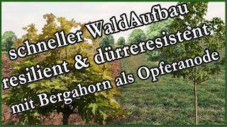 #Wiederaufforstung #dürreresistent nach Zirkeldreher Methode auch für #Waldgarten - #Permakultur