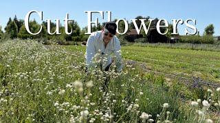 Rafael’s Flower Arranging Tips  from the Park Winters Flower Farm
