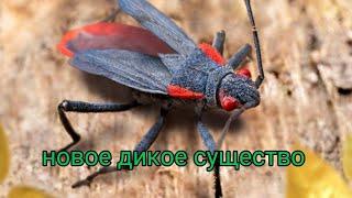 the ants underground kingdom красноплечий щитник , как получить чем он хорош, куда поставить.