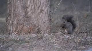 Tsinghua Garden | Animals, Seasons