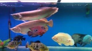 Arowana Jardini & silver fighting