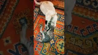 Котики ... #cat #милый #рекомендации #funny #cute #мило #kitten