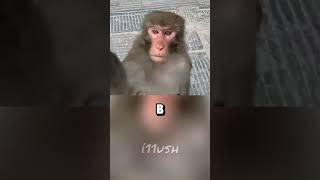 Бей или беги