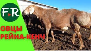 Очень крупные! Бараны арашанской породы! Ферма Рейна-Кенч. Гиссарские и арашанские овцы.