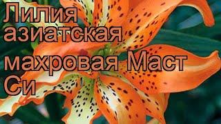 Лилия азиатская махровая (lilium asiatic must see)  лилия обзор: как сажать луковицы лилии