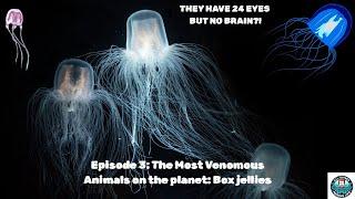 Most Venomous Animals With Eyes But No Brain? All Things Marine Life Podcast Episode 3 - Box Jellies