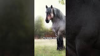 What Is The Most Powerful Horse Breed in the World? | Interesting Facts You May Now Know #horse