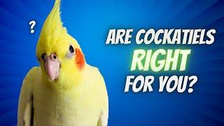 The Truth About Cockatiels: Are They Right for You?