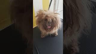 matted na buhok nya shih'tzu#shorts #videoshorts #shortsyoutube