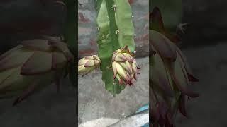 otilia#short #viral #2022 #dragon#dragonfruit #dragonfruitplant #dragontree