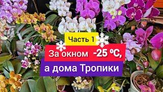 Часть 1. Зимнее цветение коллекции орхидей бабочки, пелоры и ароматный трилипс с запахом конфет.