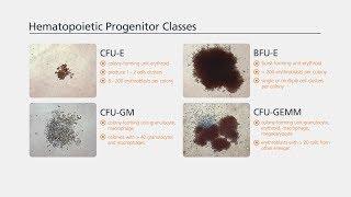 Hematopoietic Colony Enumeration and Identification: A Brief Overview