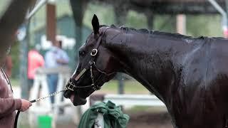 Tiz the Law - Preparing for Kentucky Derby 146