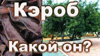 КЭРОБ полезные свойства Как растет Кэроб Какой Кероб на вкус Прогулки по Торревьехе в Испании