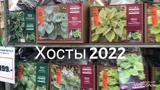 САД 2022.Хосты 2022 в Оби.Сортовые Хосты.