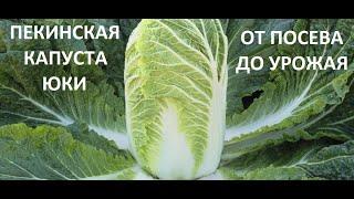 Пекинская капуста от посева до урожая.