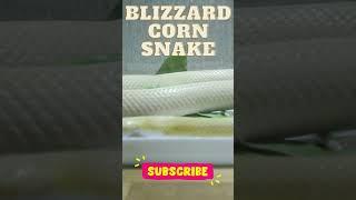 Blizzard Corn Snake #shorts #snake #cornsnake #blizzard #reptiles #albinosnake