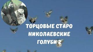 Торцовые старо николаевские голуби 2