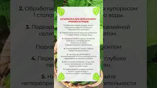ШПАРГАЛКА ДЛЯ НЕРЕАЛЬНОГО УРОЖАЯ ОГУРЦОВ! Нужно знать каждому огороднику!