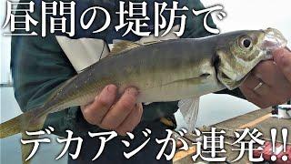 昼間からデカアジが連発！日本一尺アジが釣れる釣り公園の釣果が異次元すぎました