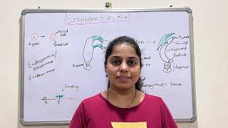 What is Cotyledon? Role of cotyledons | Albuminous seeds | Exalbuminous seeds |  NEET